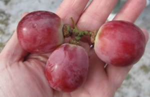 grapes
