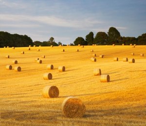 Haymaking in Sussex Downs