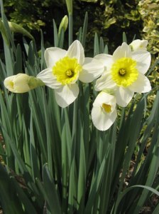 daffs3
