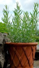 tarragon