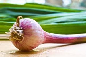 ggarlic