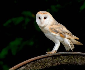 barn owl