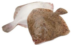 turbot