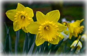 daffs