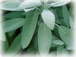 sage